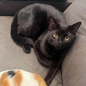 Ambrose -  Domestic Short Hair Cat for Adoption in Millcreek, Utah - Ambrose | PetCurious