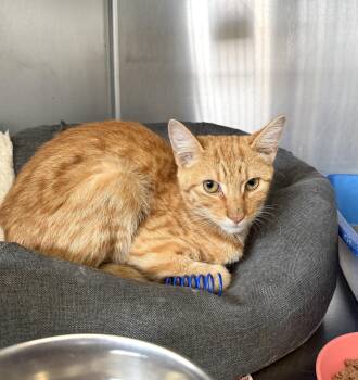 Rocky Road -  Domestic Short Hair Cat for Adoption in Wantagh, New York - Rocky Road | PetCurious