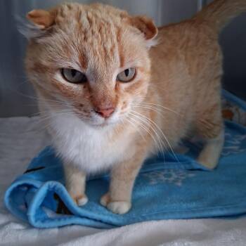 Susie (26-3872) -  Domestic Short Hair Cat for Adoption in Fort Smith, Arkansas - Susie (26-3872) | PetCurious