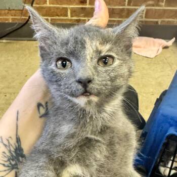 Rosie -  Domestic Short Hair Cat for Adoption in Birmingham, Alabama - Rosie | PetCurious