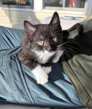 Tuxedo and Domestic Short Hair Cats Available for Adoption in Georgetown, Kentucky - Pot Sticker | PetCurious