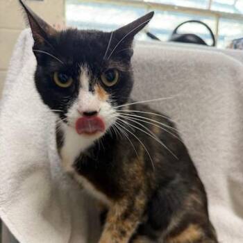 Feeney -  Domestic Short Hair Cat for Adoption in Long Beach, California - Feeney | PetCurious