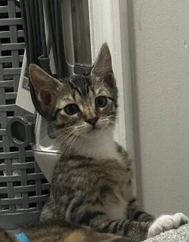 Sandy Sea -  Domestic Short Hair Cat Available for Adoption in Trenton, New Jersey - Sandy Sea | PetCurious
