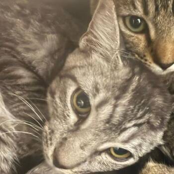 Tiger -  Domestic Short Hair Cat for Adoption in Las Vegas, Nevada - Tiger | PetCurious
