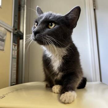 Cider -  Domestic Short Hair Cat for Adoption in Harrisville, West Virginia - Cider | PetCurious
