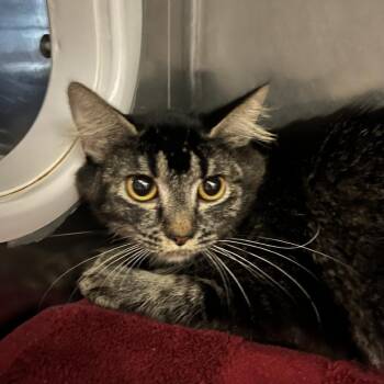 Katniss -  Domestic Short Hair Cat for Adoption in Murray, Utah - Katniss | PetCurious