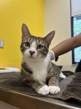 Dora Winifred Read -  Domestic Short Hair Cat for Adoption in Raleigh, North Carolina - Dora Winifred Read | PetCurious