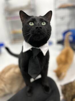 Domestic Short Hair Cats Available for Adoption - Darby | PetCurious