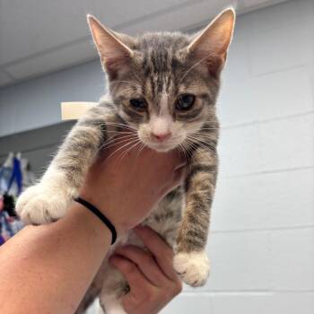 Domestic Short Hair Cats Available for Adoption in Parkersburg, West Virginia - Magnet | PetCurious