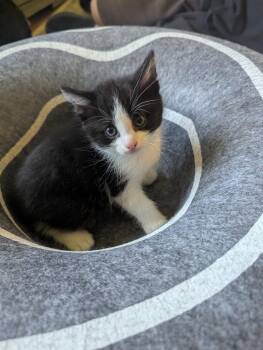 Tuxedo Cats Available for Adoption in Sardinia, Ohio - JACK | PetCurious