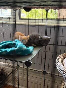 Dippy -  Domestic Long Hair Cat for Adoption in Millcreek, Utah - Dippy | PetCurious
