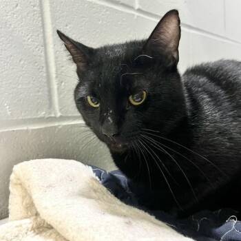 Frodo -  Domestic Short Hair Cat for Adoption in Jackson, Michigan - Frodo | PetCurious
