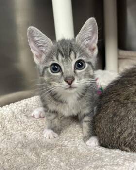 Dolly (with Simba) -  Domestic Short Hair Cat for Adoption in Richmond, Virginia - Dolly (with Simba) | PetCurious