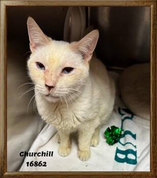 Domestic Short Hair and Siamese Cats Available for Adoption - CHURCHILL | PetCurious