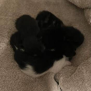 0894-C26 -  Domestic Short Hair Cat for Adoption in Port Charlotte, Florida - 0894-C26 | PetCurious