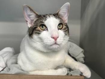 Quico -  Domestic Short Hair Cat for Adoption in Columbus, Ohio - Quico | PetCurious