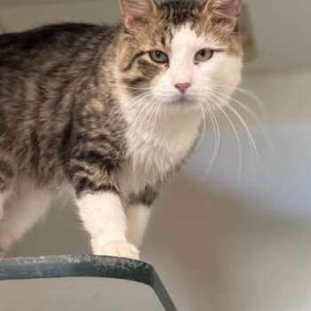 Tengen -  Domestic Medium Hair Cat for Adoption in Asher, Oklahoma - Tengen | PetCurious