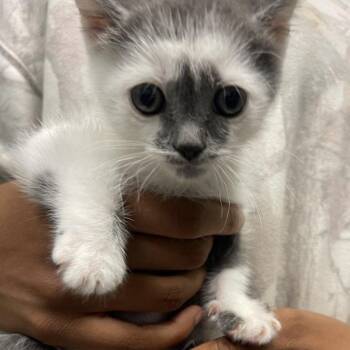 Jada -  Domestic Short Hair Cat for Adoption in Lenexa, Kansas - Jada | PetCurious