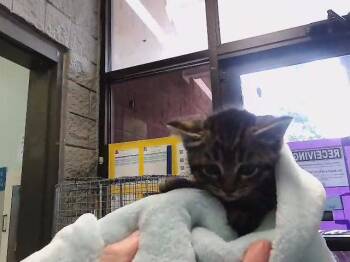 Domestic Short Hair Cats Available for Adoption in Tulsa, Oklahoma - WEED | PetCurious