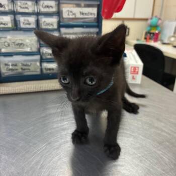Athos (blue collar) 29826 -  Domestic Short Hair Cat for Adoption in Middleburg, Florida - Athos (blue Collar) 29826 | PetCurious