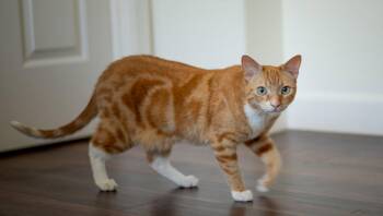 butters -  Tabby Cat for Adoption in San Jose, California - Butters | PetCurious