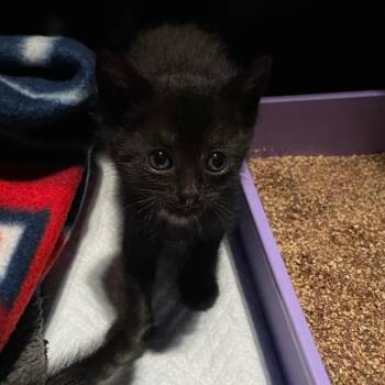 Moonee -  Domestic Short Hair Cat for Adoption in Westminster, California - Moonee | PetCurious