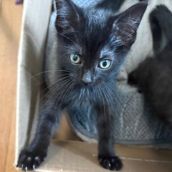 Cloudy -  Domestic Short Hair Cat for Adoption in Evanston, Illinois - Cloudy | PetCurious