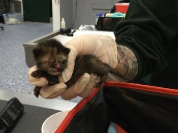 Domestic Short Hair Cats Available for Adoption in Thousand Palms, California - FLEUR | PetCurious