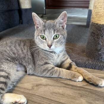 Domestic Short Hair Cats Available for Adoption in Chapel Hill, North Carolina - Fuji | PetCurious