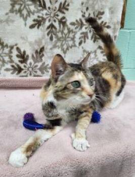 Domestic Short Hair and Calico Cats Available for Adoption - Milly | PetCurious