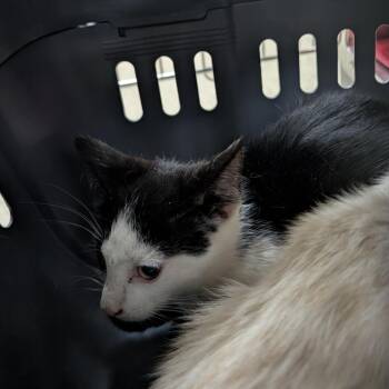 Bulgogi -  Domestic Short Hair Cat for Adoption in Pasadena, California - Bulgogi | PetCurious