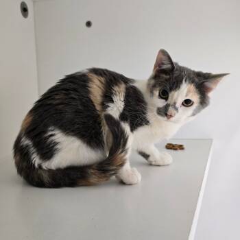 Rescue Domestic Short Hair Cats for Adoption in Jasper, Indiana - Toko | PetCurious