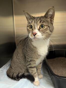 Garrett -  Domestic Short Hair Cat for Adoption in La Porte, Indiana - Garrett | PetCurious