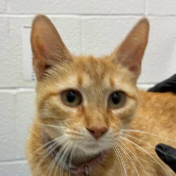 Trapa -  Domestic Short Hair Cat for Adoption in Corpus Christi, Texas - Trapa | PetCurious