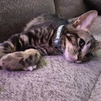 Prince Antioch (Andy) -  American Shorthair Cat for Adoption in Overland Park, Kansas - Prince Antioch (Andy) | PetCurious