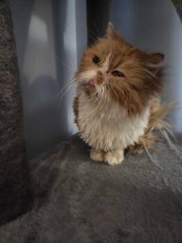 Persian Cats Available for Adoption in Bowdoin, Maine - Queen Juliana | PetCurious