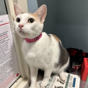 Cali -  Domestic Short Hair Cat for Adoption in Chattanooga, Tennessee - Cali | PetCurious