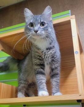 CLEMENTINE -  Domestic Medium Hair Cat Available for Adoption in St. Peters, Missouri - CLEMENTINE | PetCurious