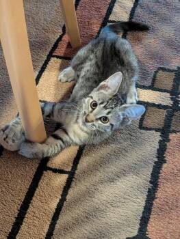 Yael -  Tabby Cat for Adoption in Kennewick, Washington - Yael | PetCurious