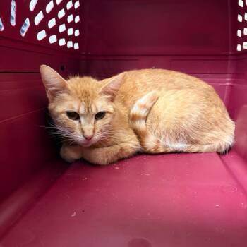 Honey -  Domestic Short Hair Cat for Adoption in South Burlington, Vermont - Honey | PetCurious