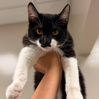 Nutella -  Domestic Short Hair Cat for Adoption in Reno, Nevada - Nutella | PetCurious