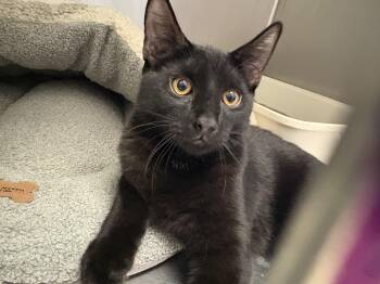 Mango -  Domestic Short Hair Cat for Adoption in Wantagh, New York - Mango | PetCurious