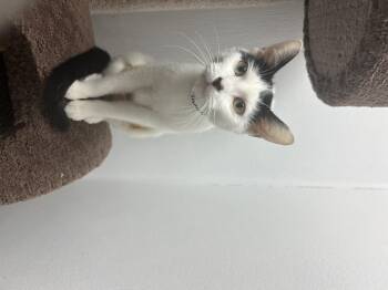 Rescue Domestic Short Hair Cats for Adoption in Palmetto, Florida - Tahiti | PetCurious