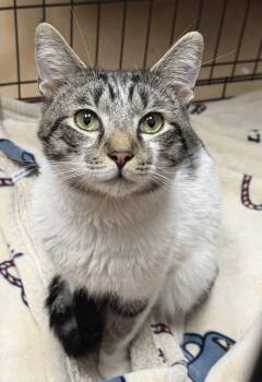 Domestic Short Hair Cats Available for Adoption in Elkins, West Virginia - Rip | PetCurious