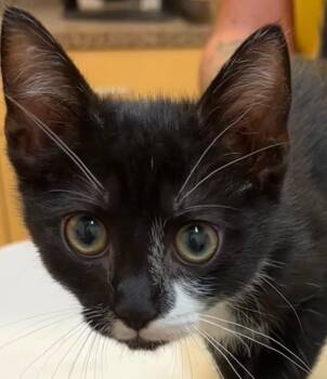 Lacey -  Domestic Short Hair Cat for Adoption in Elizabethton, Tennessee - Lacey | PetCurious