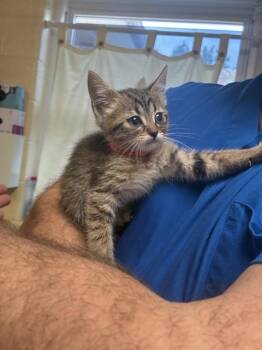 CEDAR -  Domestic Short Hair Cat for Adoption in Cookeville, Tennessee - CEDAR | PetCurious