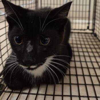 Charlie -  Domestic Short Hair Cat for Adoption in Lake Panasoffkee, Florida - Charlie | PetCurious
