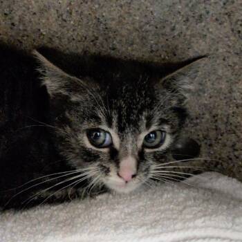 Mandu -  Domestic Short Hair Cat for Adoption in Reno, Nevada - Mandu | PetCurious
