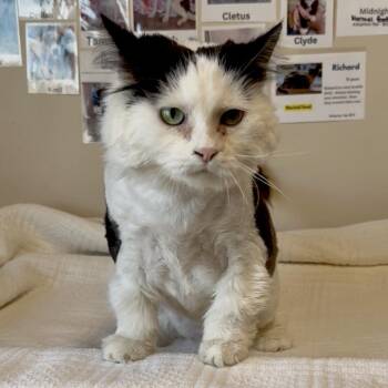 Chicken C26-018 -  Domestic Long Hair Cat Available for Adoption in Elbow Lake, Minnesota - Chicken C26-018 | PetCurious