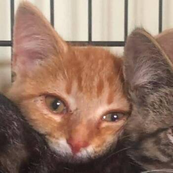 Lane -  Domestic Short Hair Cat for Adoption in Johnstown, Pennsylvania - Lane | PetCurious